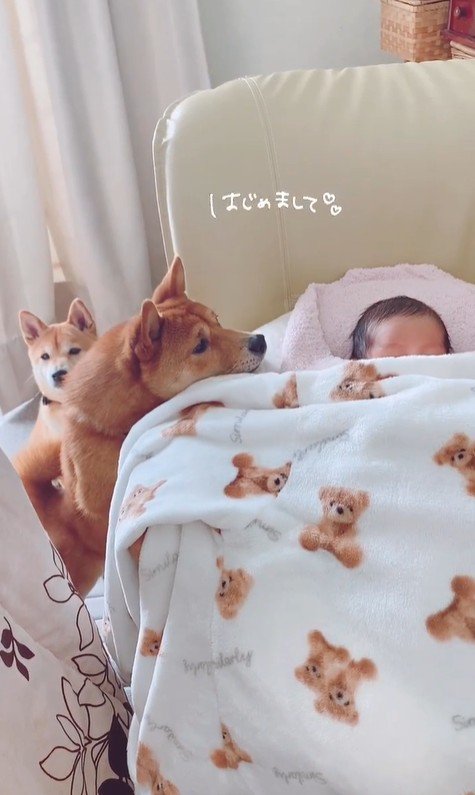 赤ちゃんが来た日のうにちゃん＆きぬ君2