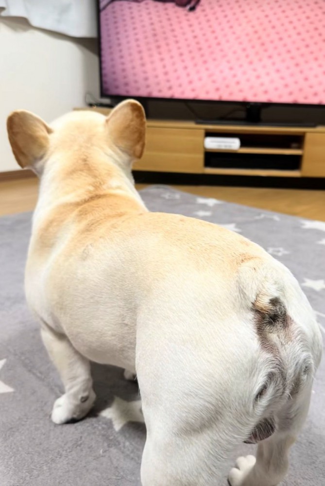 テレビを観る犬の背中