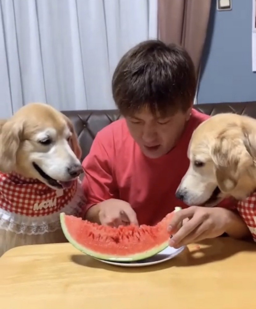 食べるのを待つ犬