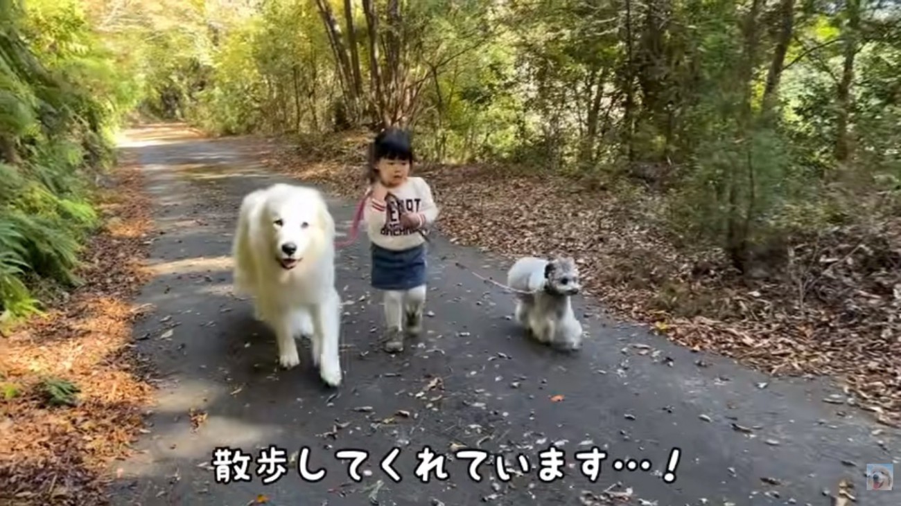 2匹を散歩するろのちゃん