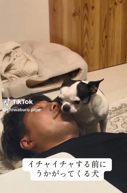 パパに顔を近づけるピペちゃん