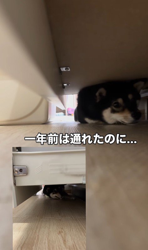 隙間に入ろうとする千幸ちゃん