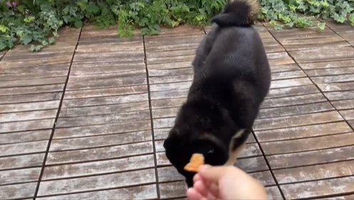 おやつを探す柴犬
