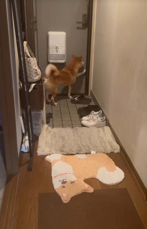 ドアを押す柴犬