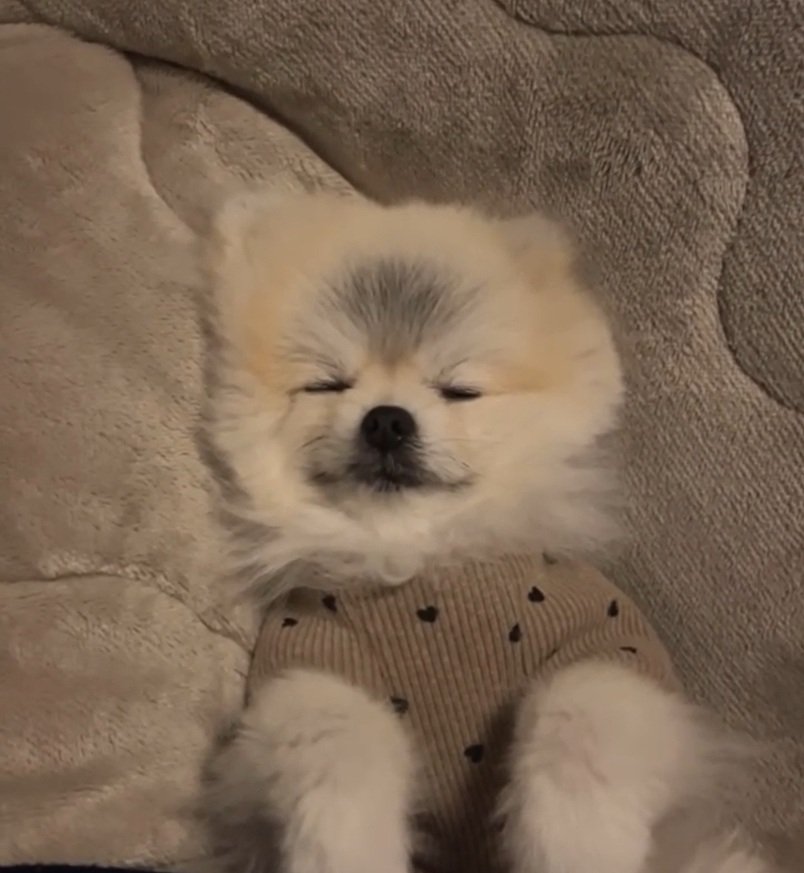 眠るしらすちゃん1