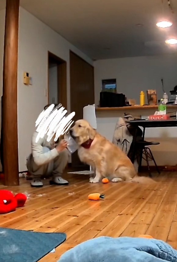 反省するこむぎ君