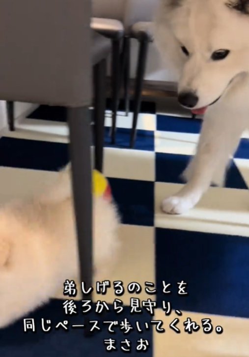 歩く犬1