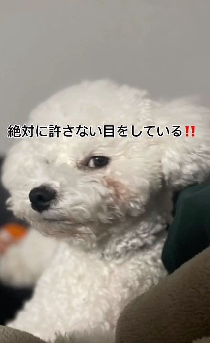 パパが撮ったポテトくん2