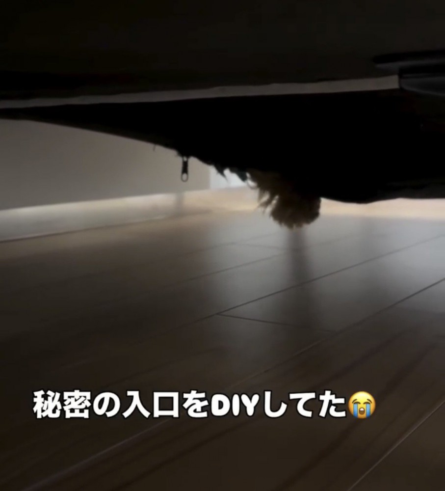 穴の奥に隠れる犬の姿