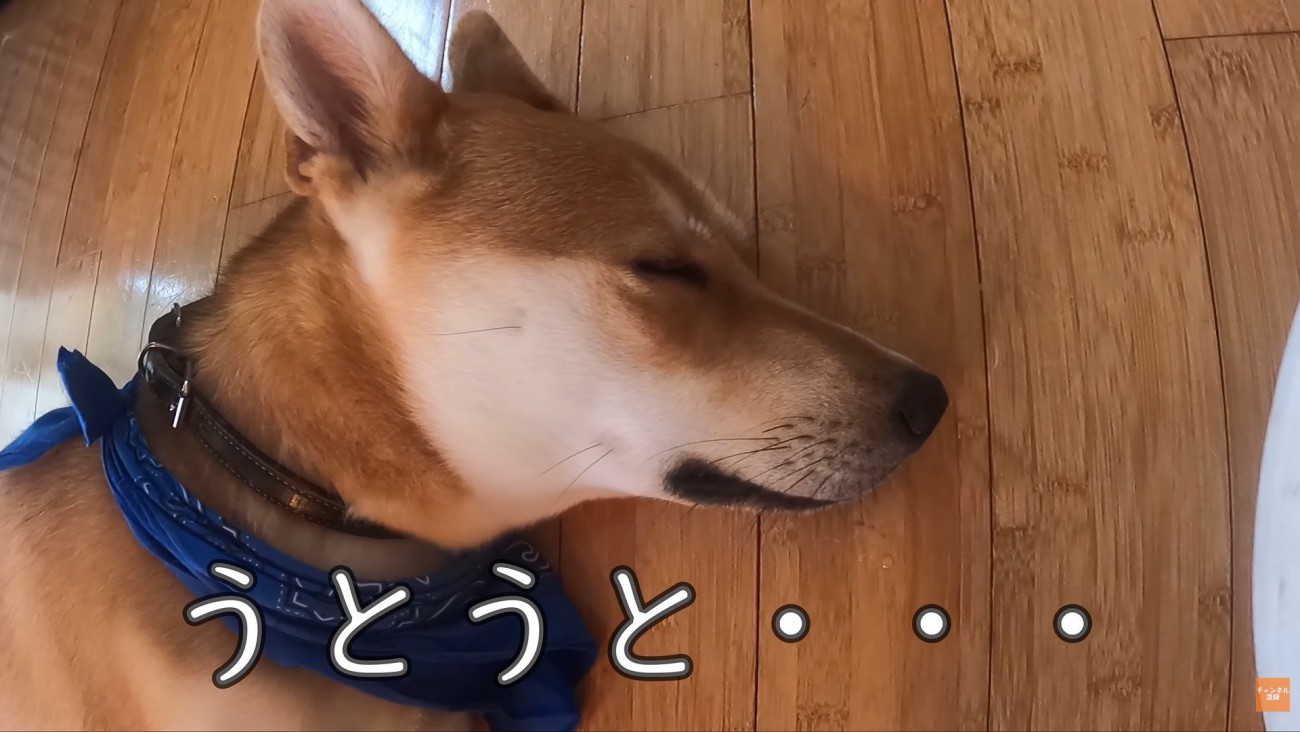 気持ち良さそうにウトウト…