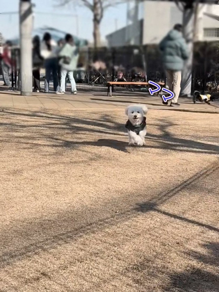 こちらに駆け寄ってくる犬