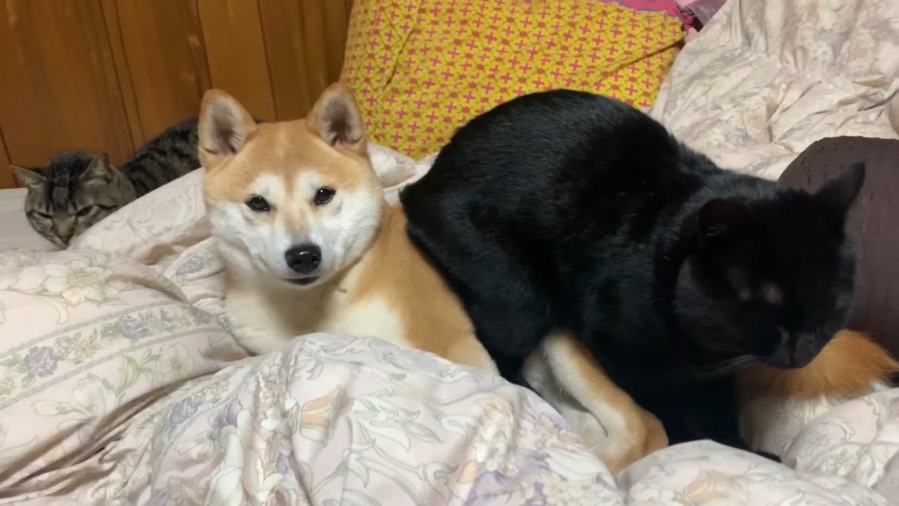 仲良しな3匹にほっこり♡