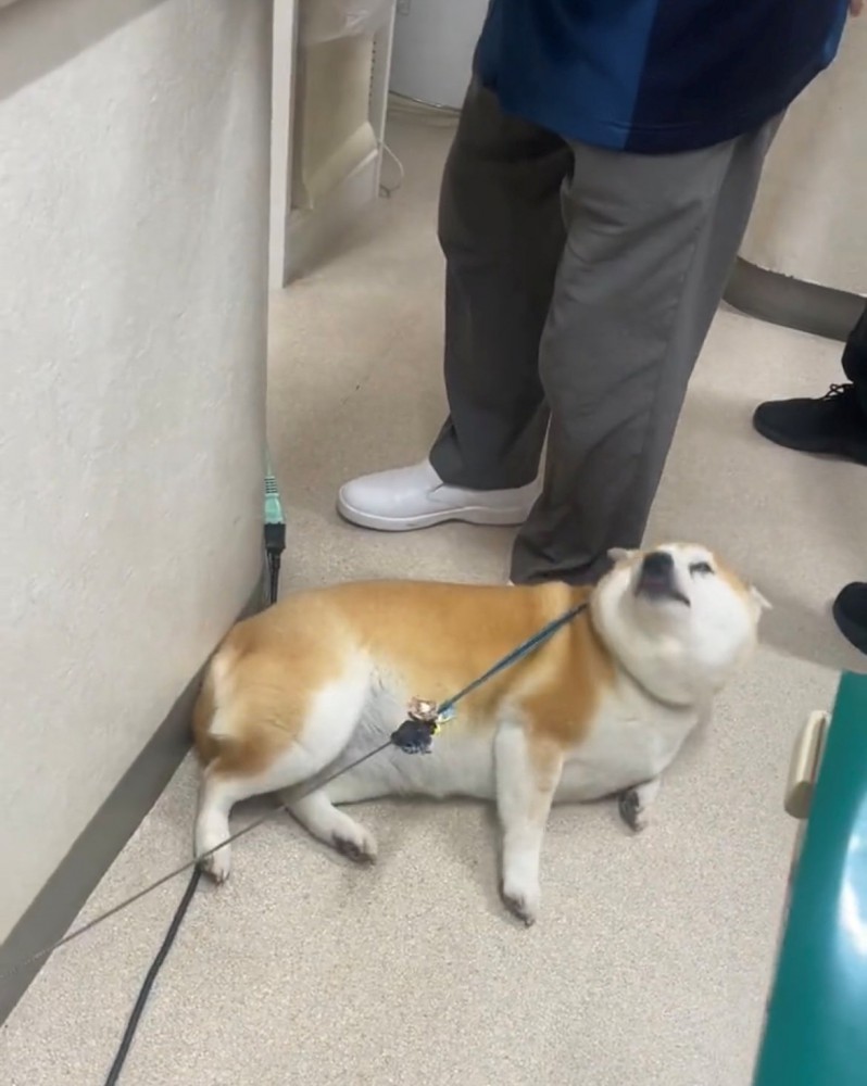 うっとりした表情で見上げる犬