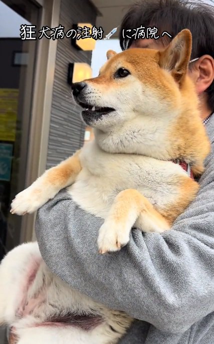 鳴いてしまうあーちゃん