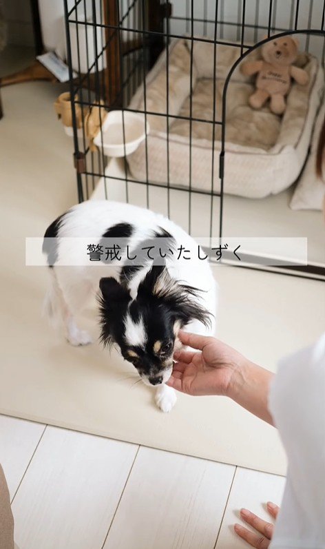 しずくちゃんの変化4