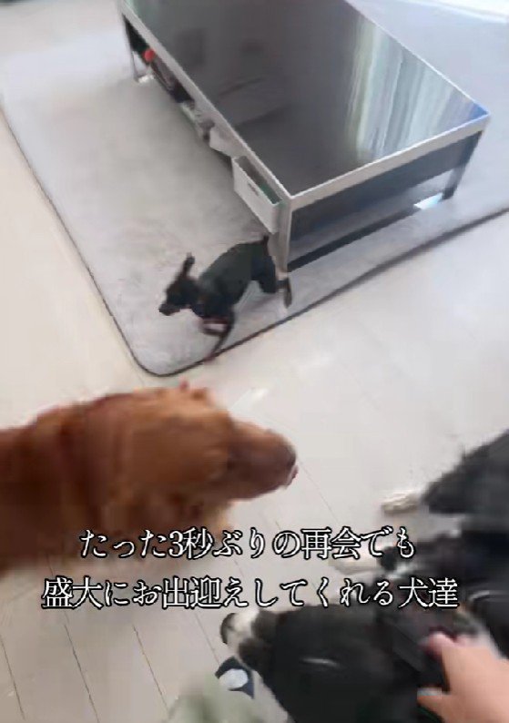 想定外の帰宅に大喜び♪