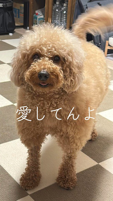 しっぽを振って飼い主を見つめる犬