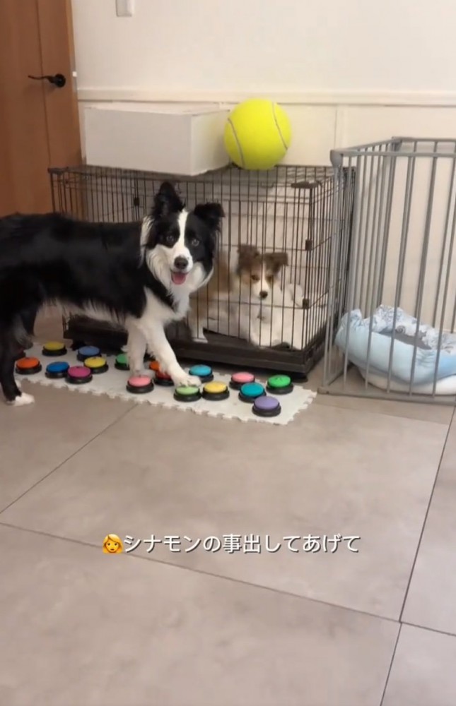 見つめるボーダーコリー