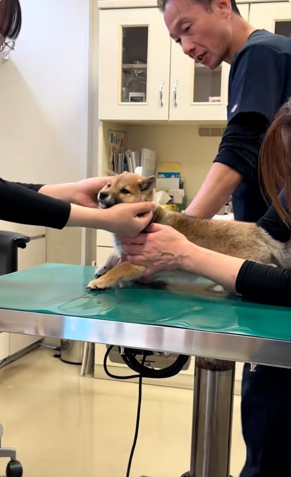 注射が終わった子犬