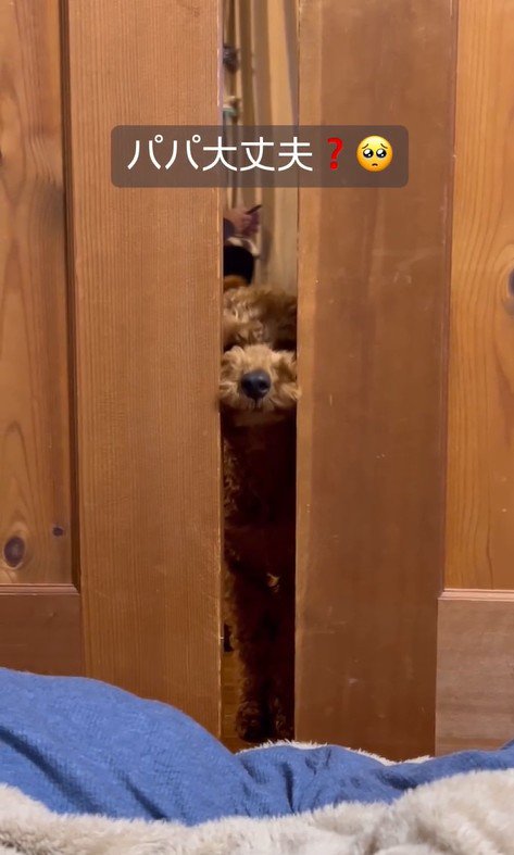 パパさんを心配するポポくん2