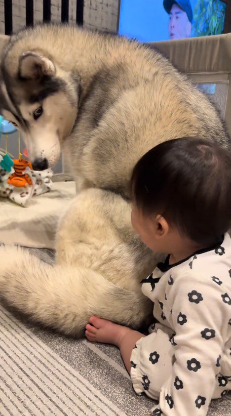 肩越しに赤ちゃんを見つめる犬