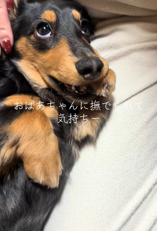 おばあちゃんに撫でてもらうレオくん