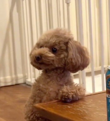 テーブルに左の前足を乗せて飼い主を見つめる犬