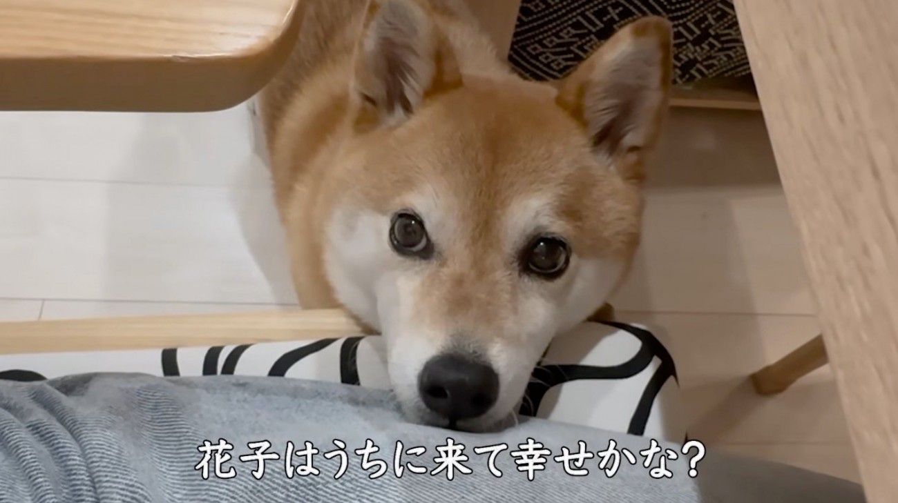 イスにアゴを乗せて、飼い主を見上げる犬