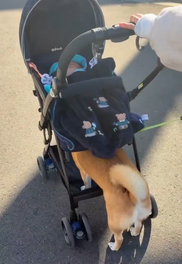 小休止するすももちゃん