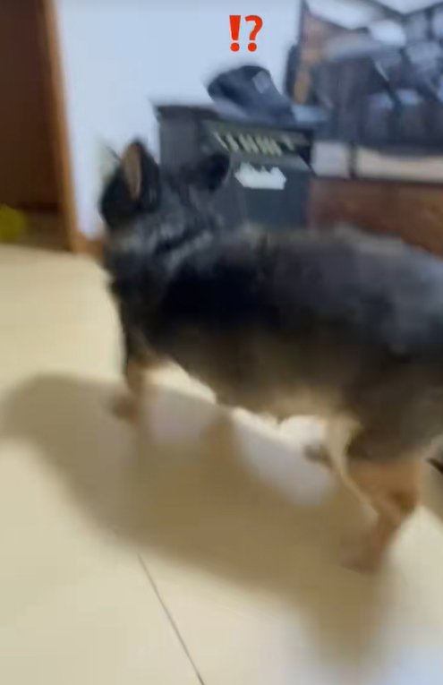 興奮して走りだす小型犬