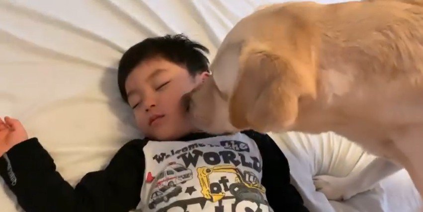 男の子を起こすバウくん4