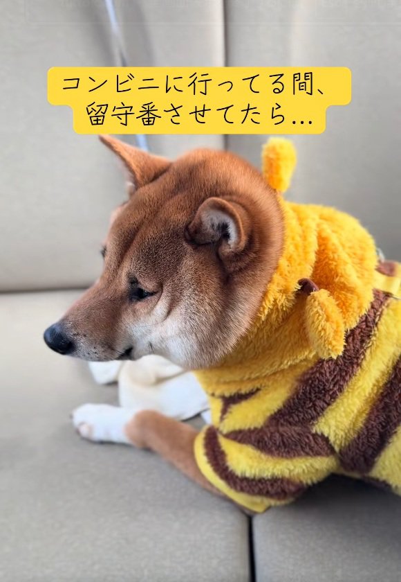 視線を逸らすこてつ君