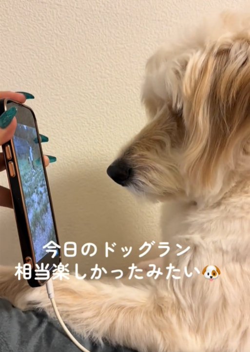 画面を見る犬3