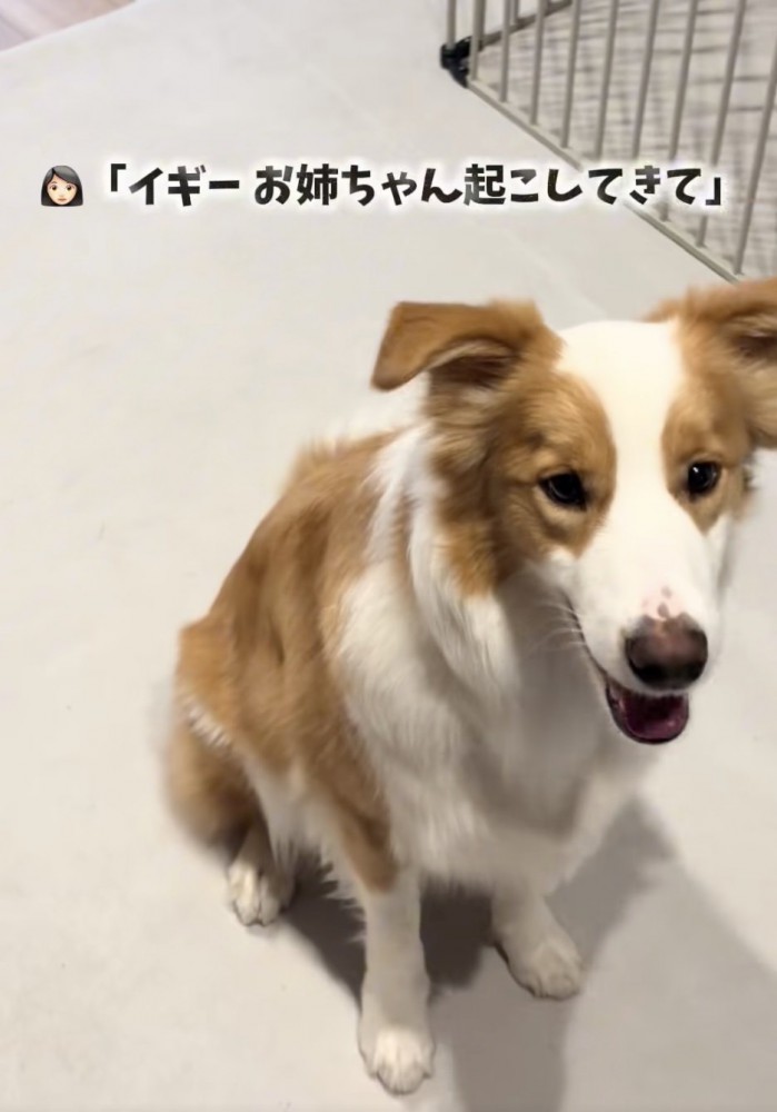 「了解っ」