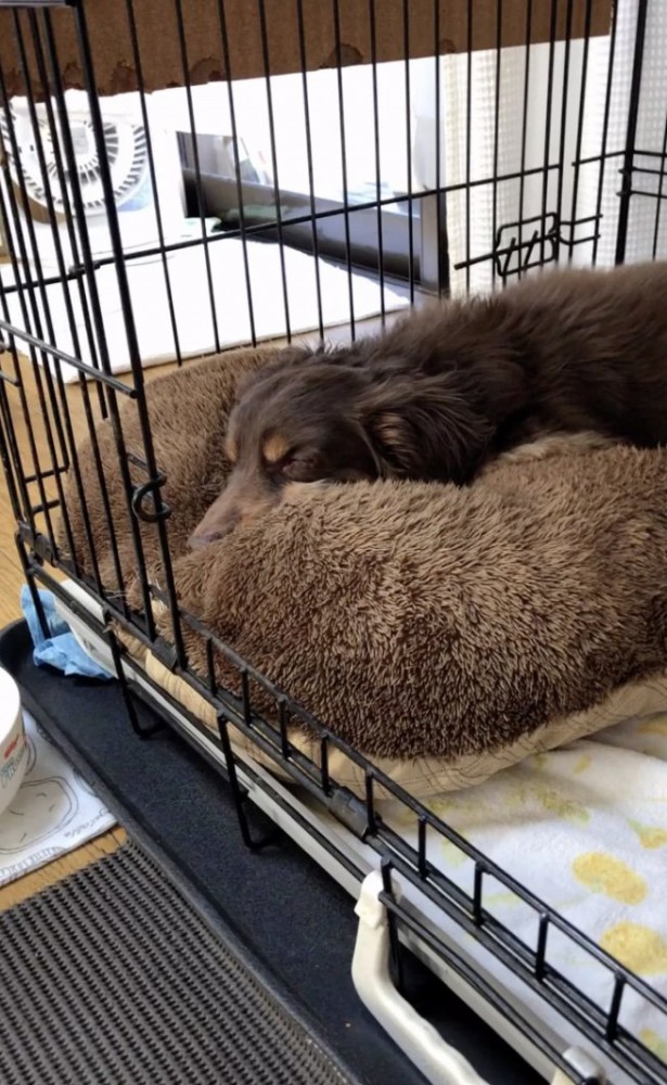 安心しきっています