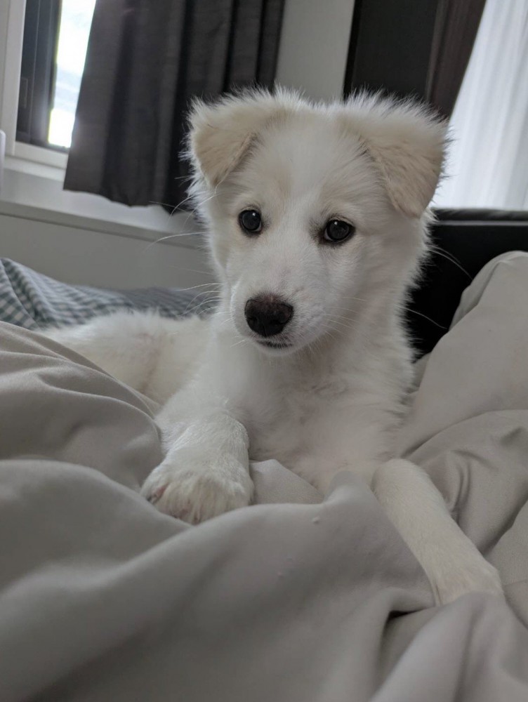 毛布の上でくつろぐ白い子犬