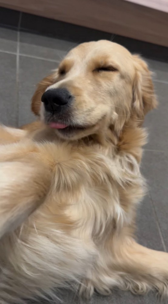 飼い主に撫でられて舌を出す犬