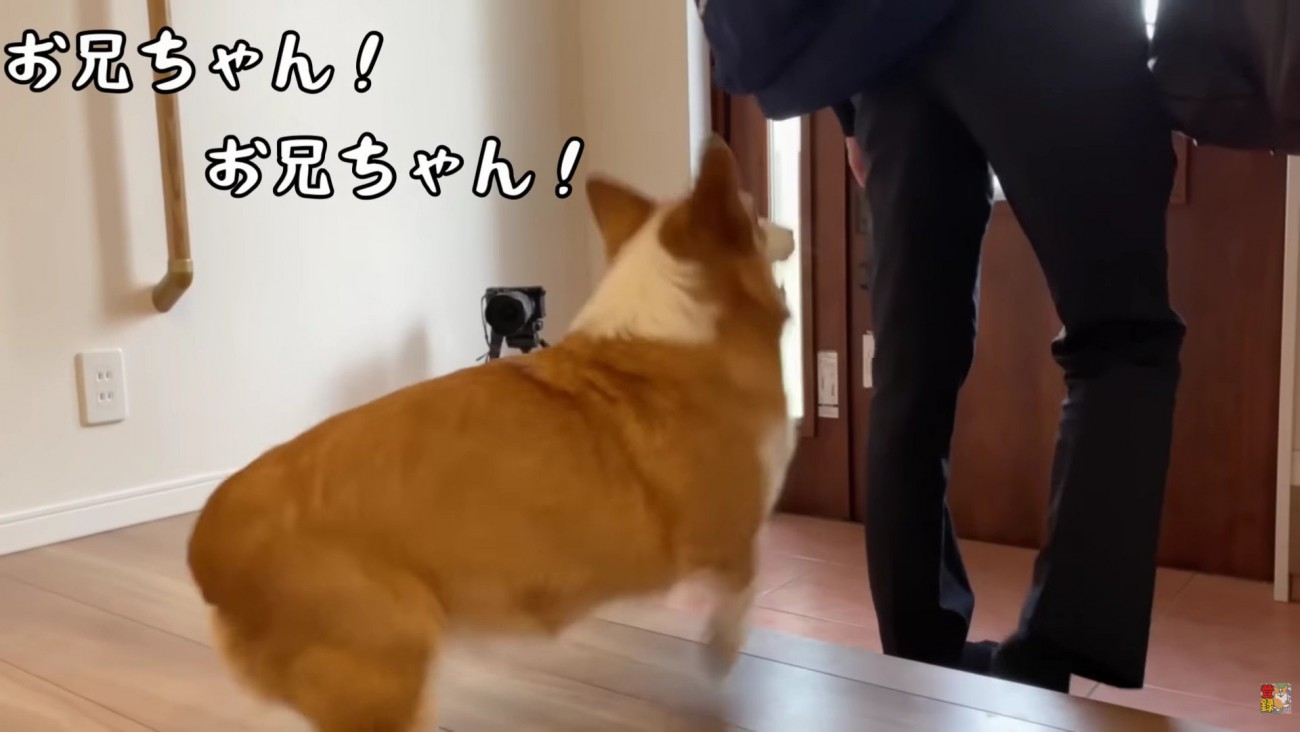 とにかく落ち着かないはなちゃん