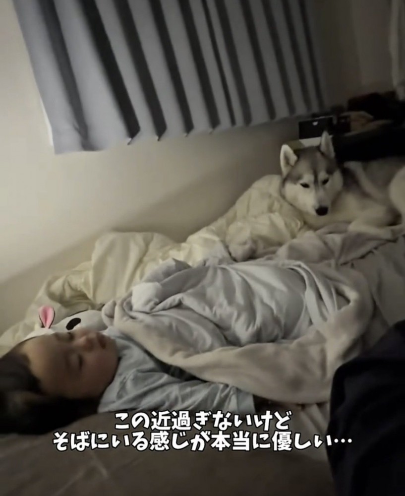 眠る赤ちゃんを遠くから見つめる犬