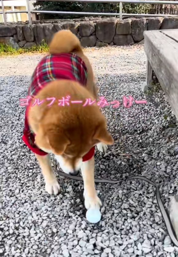 ゴルフボールを見つけたりんちゃん
