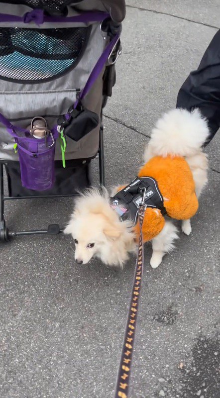 老年男性から体を離して4本足で立つ犬