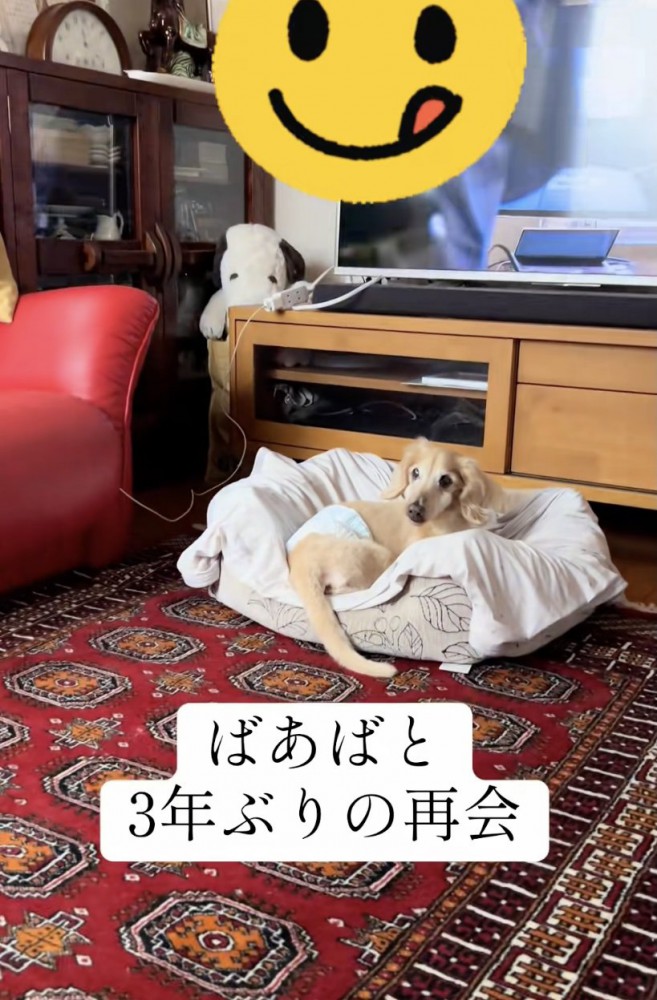 おばあちゃんをじーっ…