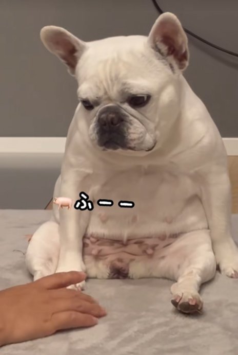 ため息をつく小型犬