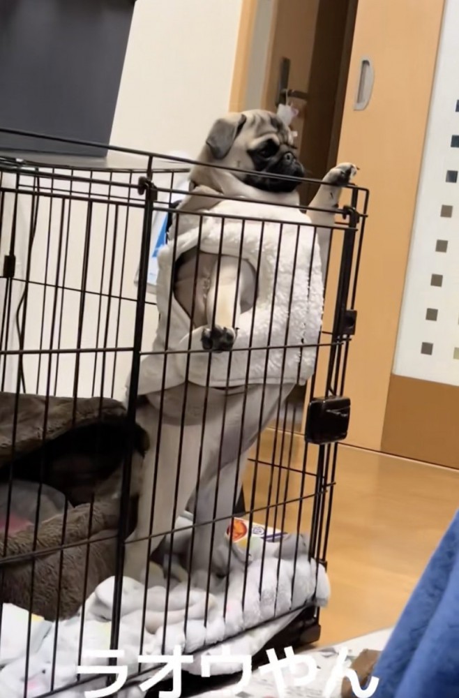 夜は着込むというアメリちゃん