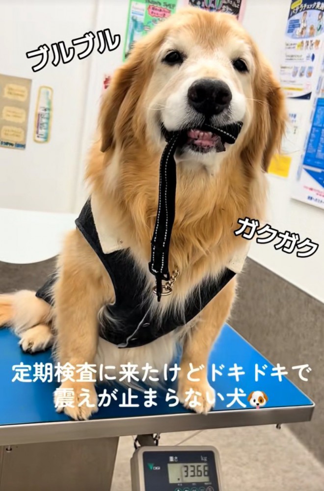 震える大型犬3