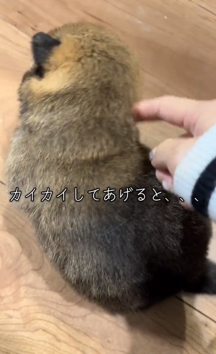 赤ちゃん犬を掻いてあげる飼い主さん