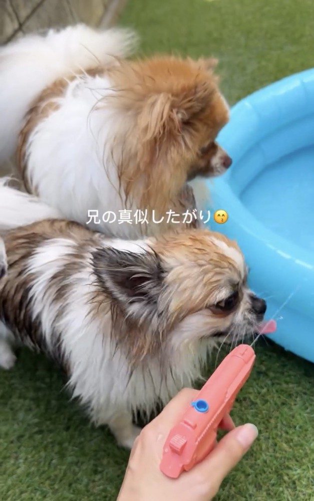 水鉄砲に顔を近づける2匹の犬