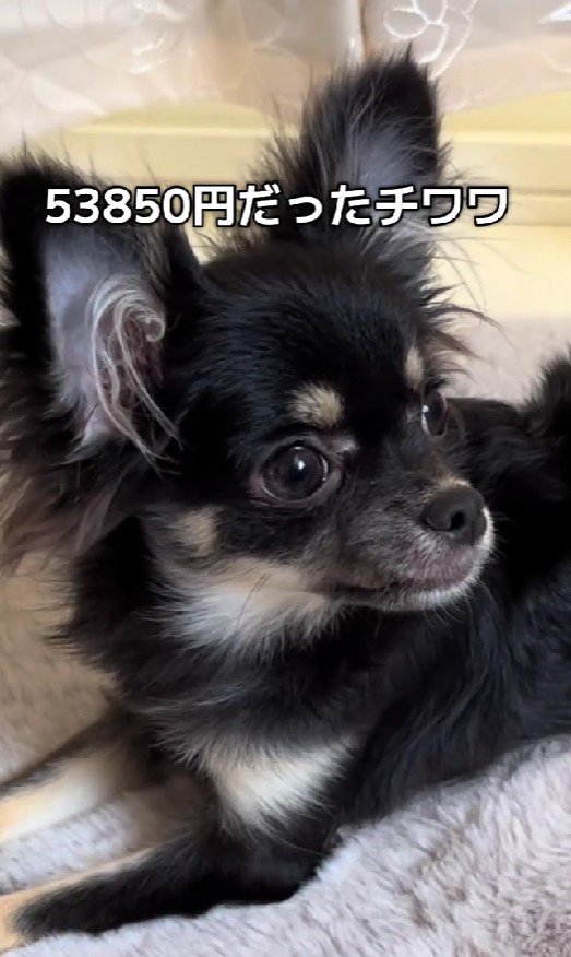 売れ残ったちまきちゃん