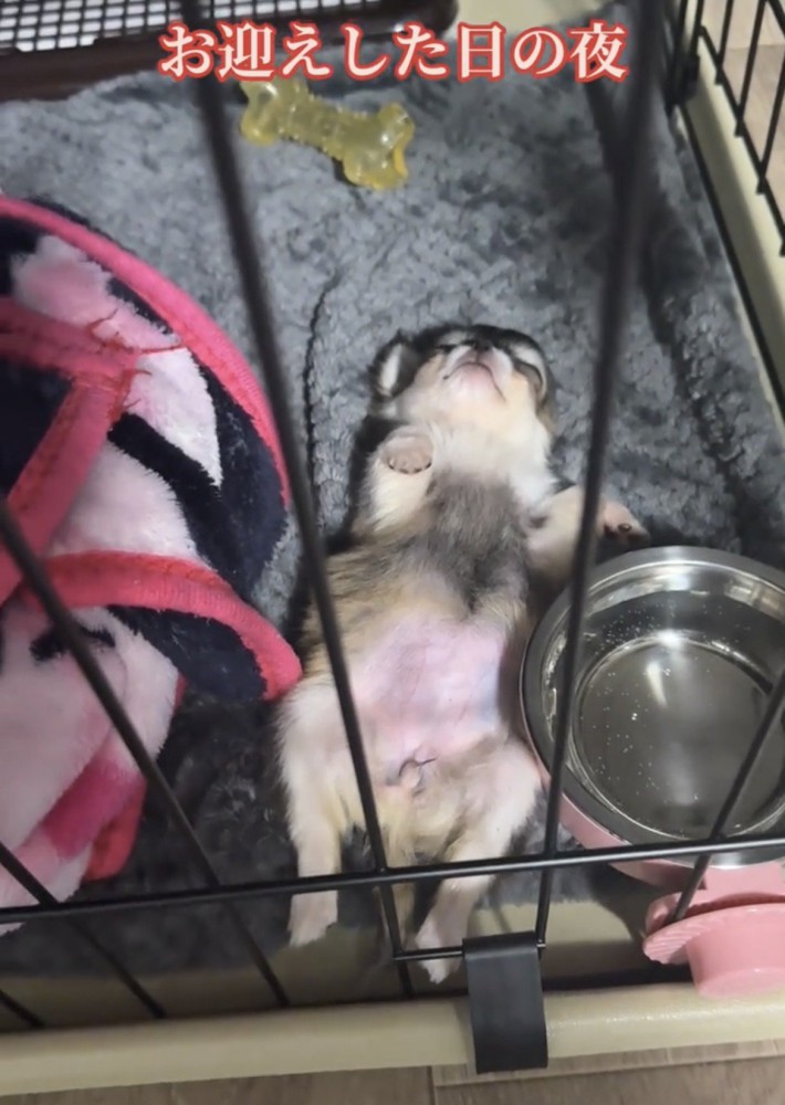 お腹を見せて眠る犬