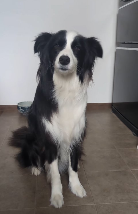 飼い主を見つめる中型犬